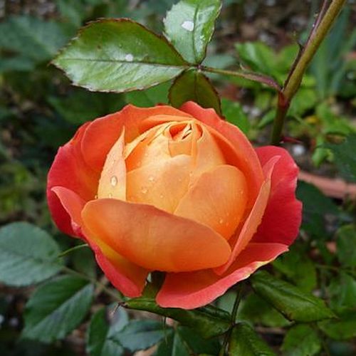 Rosa Puerta del Sol - amarillo - Árbol de Rosas Híbrido de Té - rosal de pie alto- froma de corona llorona